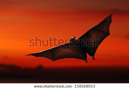 Flying bat (Lyle\'s flying fox) isolated on white background