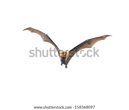 Flying Bat (Lyle\'S Flying Fox) Isolated On White Background
