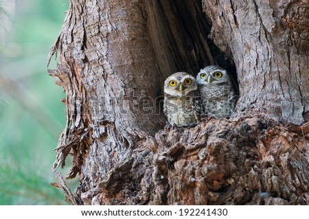 Couple of Spotted owlet