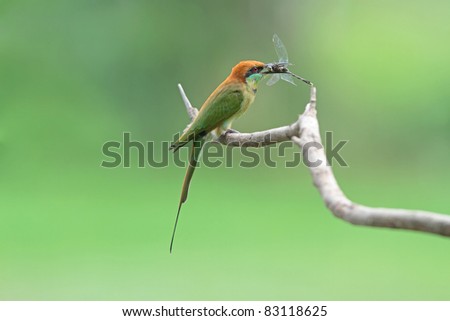 Green Bee-eater with prey