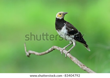 Black Starling