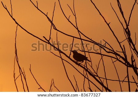 Silhouette bird(Starling) at sunset