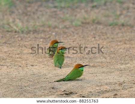 Group of Green Bee-eater on the ground
