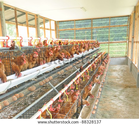 Chicken husbandry for eggs