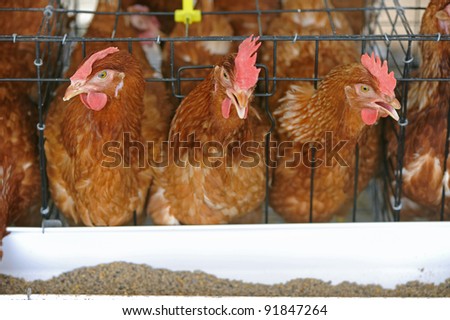 Chicken husbandry for eggs