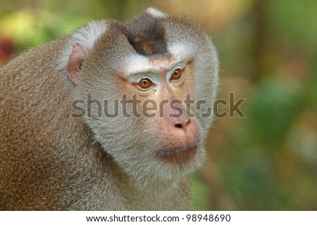 Monkey (Pig-tailed macaque)