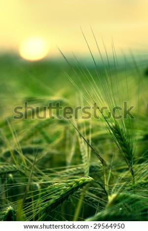 Close-up of wheat field with the sun in the background