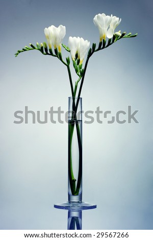 Freesia Flower Arrangements