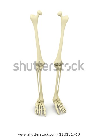 A Leg Bone