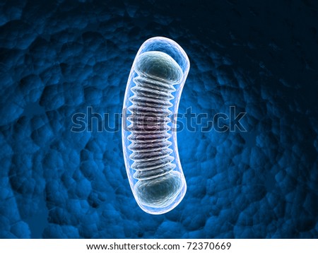Image Result For Animal Cell Structure Image Result For Animal Cell Structure