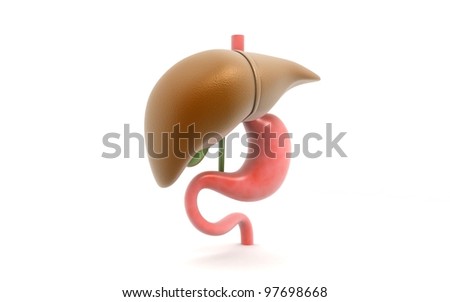 Human Stomach Labeled
