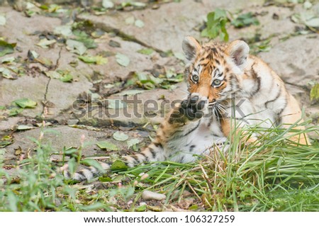 Juvenile Tiger licking Paws