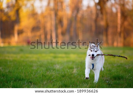 Husky dog runs with a wooden stick in his mouth in sunny summer evening park