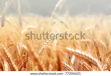 Spikelets of wheat in the sunlight. Wheat field