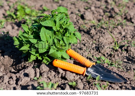 Garden Tools and Tomato Seedlings in the Beds. Planting Seedlings of Tomatoes