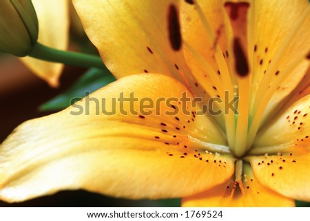 Marco image of a yellow lily.