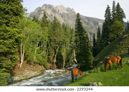 Two wild horses grazing beside a river that flows down a mountain in Kashmir.