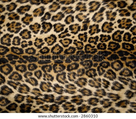 Leopard Background on Leopard Print Background Stock Photo 2860310   Shutterstock