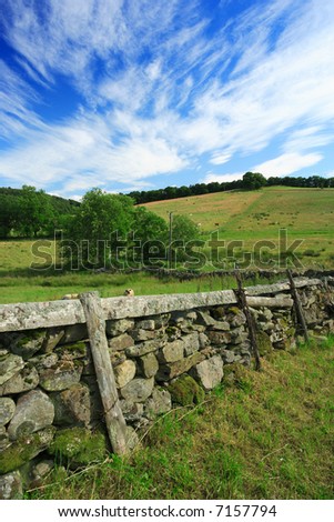 Grazing livestock on a grass meadow of Scotland.  Old stone fence separates the properties.