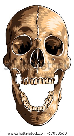 Skull Stock Vector Illustration 69038563 : Shutterstock