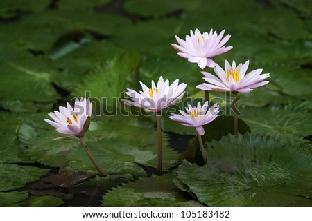 Small pink lotus with natural light.
