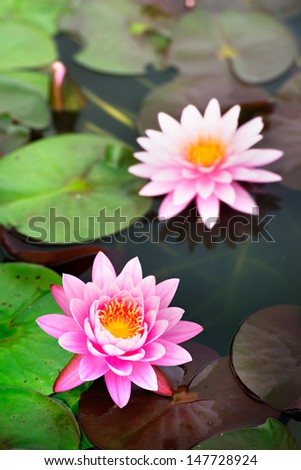 Pink lotus with natural light.