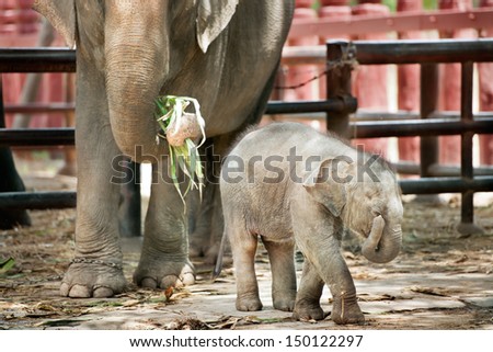 Asian baby elephant standing between the big legs of her mother