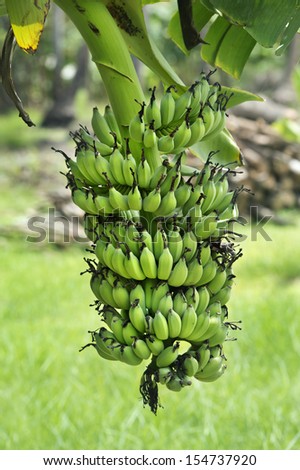 Raw bananas