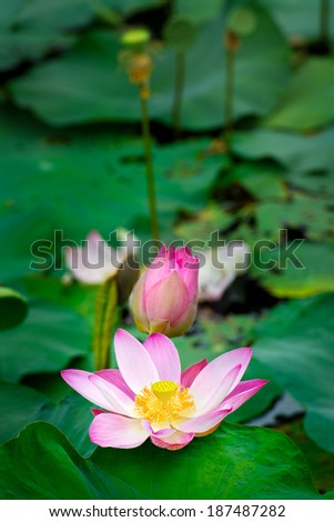 Pink lotus with natural light.
