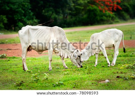 two cow eating grass