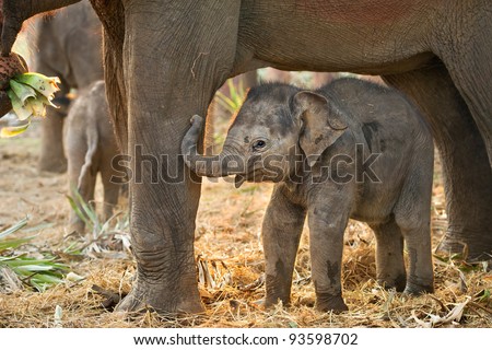 stock photo Asian baby elephant standing between the big legs of her 