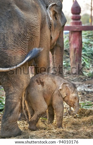 Asian baby elephant standing between the big legs of her mother