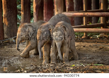 Three Asian baby elephant