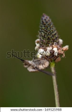 Bee fly (Bombylius major) sitting on an flower