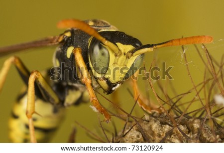 Male Wasp