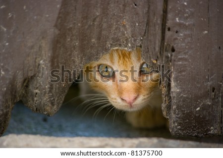 Kitten looks hidden across the hole of an old door