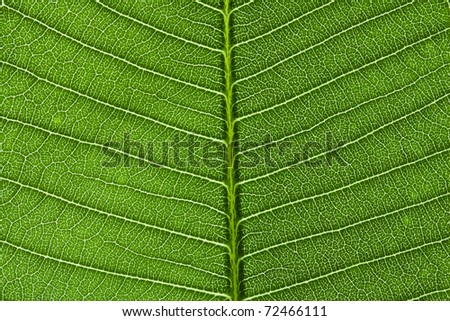 green leaf details