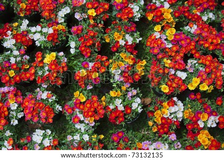 mix of flowers