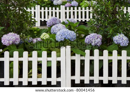 Hortensia in white fence