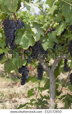 wine grapes hang from a vine. Ripe grapes with green leaves. Nature background with Vineyard. Wine concept