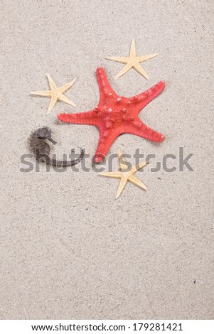 starfish and shells on the beach, vacation memories
