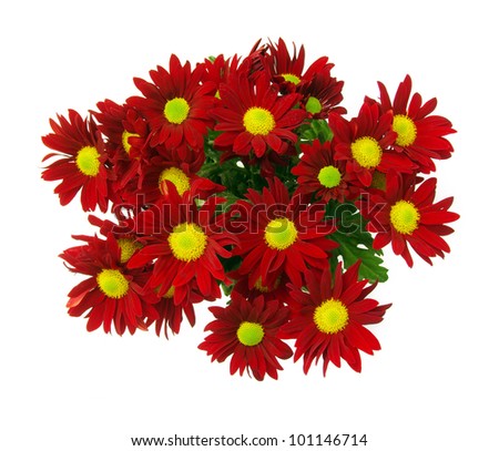 red fresh flowers
