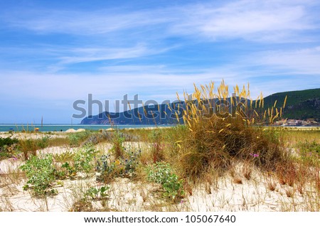 Beach landscape with dunes and wild vegetation and the sea in the background