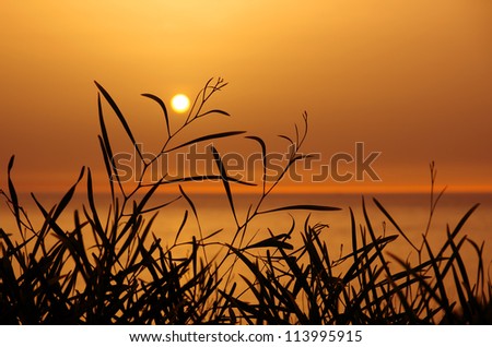 Silhouettes of wild vegetation at the sunset light
