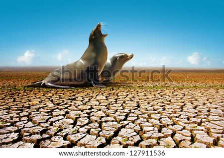 Two seals suffering from the lack of water in a hot and dry environment