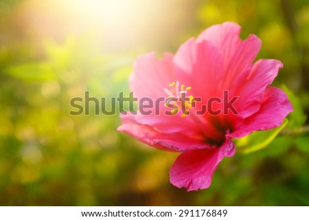 Single pink flower in a green field under warm sunlight