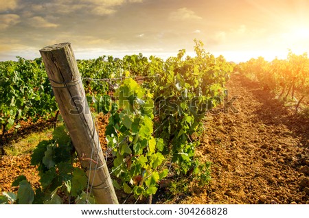Landscape of countryside with vineyard at sunset light