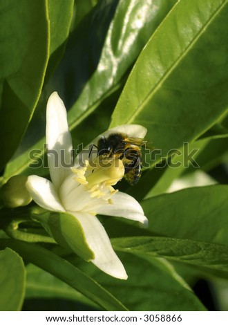 Photo of a bee on a orange-tree flower