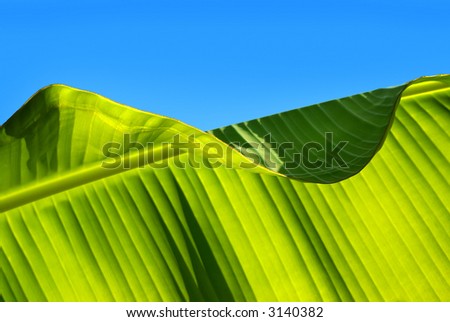 Closeup photo of a banana-tree leaf with sunlight from behind.