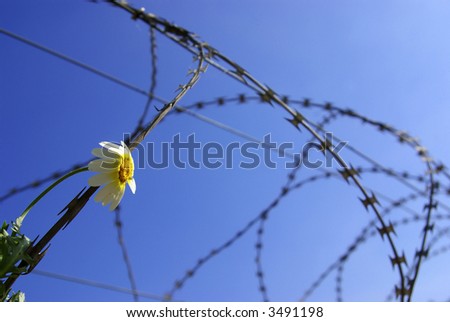 Barbed wire with a stuck single flower against blue sky.